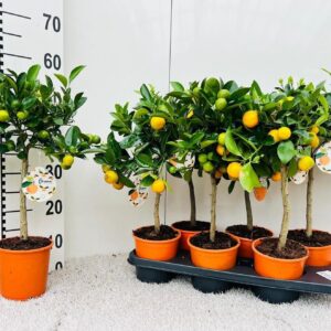 Citrofortunella x microcar Citrus Calamondin high-stem
(6 Plants/Order)(15cmP 50cmH)