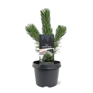Pinus nigra Pinus nigra 'Oregon Green'
(1 Plants/Order)(19cmP 35cmH)