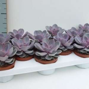 Echeveria Perle von Nurnberg Echeveria Perle von Nurnberg
(12 Plants/Order)(11cmP 12cmH)