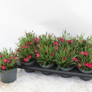 Carnation Diantica Red Flash Diantica red flash
(8 Plants/Order)(13cmP 20cmH)