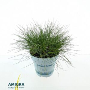 Festuca Pic Carlit Festuca gautieri AmiGreen®
(15 Plants/Order)(10.5cmP 20cmH)