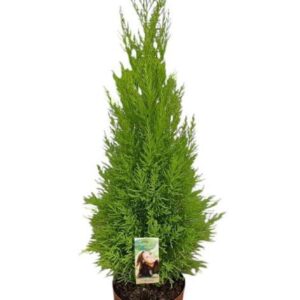Cupressus Goldcrest Wilma Cupressus Goldcrest Wilma
(1 Plants/Order)(21cmP 80cmH)