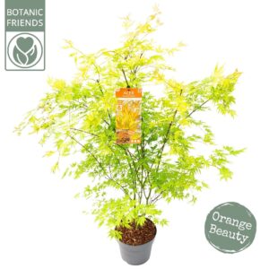Acer palmatum Acer palm. 'Orange Lace' ®
(1 Plants/Order)(29cmP 110cmH)