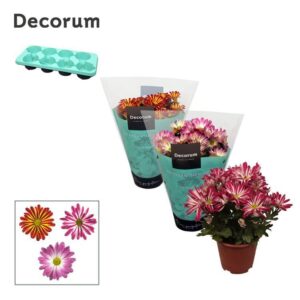 Chrysanthemum Indicum Chrysanne® Margarita Bicolor mix
(8 Plants/Order)(13cmP 25cmH)