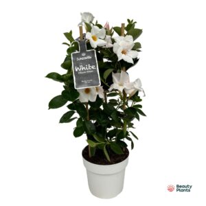 Mandevilla Sundaville White Mandevilla Sundaville White in toren (Dipladenia)
(6 Plants/Order)(17cmP 55cmH)