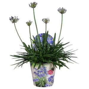 Agapanthus Summer Love Blue Nolina Agapanthus Ø 19 cm. Summer LoveTM Blue
(21 Plants/Order)(19cmP 80cmH)