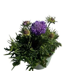 Scabiosa Scabiosa 'Mariposa Blue'
(1 Plants/Order)(17cmP 35cmH)