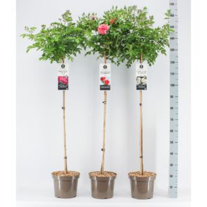 Rosa pink Classics mix, treurstam 110, C7.5
(1 Plants/Order)(26cmP 140cmH)