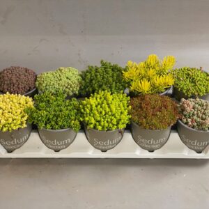 Sedum mix Sedum mixtray
(10 Plants/Order)(12cmP 15cmH)