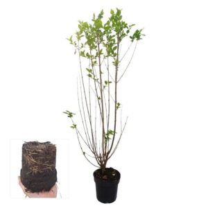 Ligustrum ovalifolium Ligustrum ovalifolium
(1 Plants/Order)(17cmP 90cmH)
