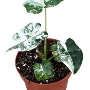 Alocasia Alocasia Micholitziana Frydek variegata
(9 Plants/Order)(10.5cmP 20cmH)