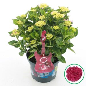 Hydrangea macrophylla other Hydrangea macr. Music Collection® 'Pink Punk'® C5 (23cm.) Kn.
(1 Plants/Order)(23cmP 45cmH)