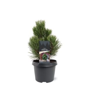 Pinus heldreichii Compact Gem Pinus heldreichii 'Compact Gem'
(1 Plants/Order)(19cmP 40cmH)