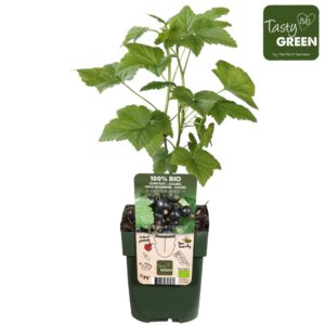 Ribes nigrum Ribes nigrum Ben Nevis Bio P13
(10 Plants/Order)(13cmP 30cmH)