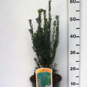 Taxus media Hillii Taxus media 'Hillii'
(1 Plants/Order)(19cmP 55cmH)