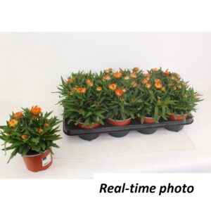 Bracteantha Mohave Orange Dream Bracteanta Orange Dream
(10 Plants/Order)(12cmP 25cmH)