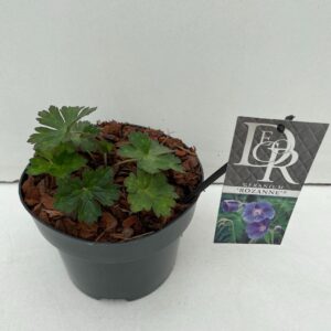 Geranium Rozanne Geranium 'Rozanne'
(1 Plants/Order)(17cmP 20cmH)