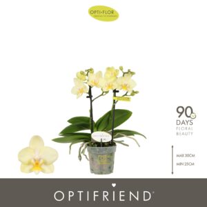 Phalaenopsis Multiflora Optifriend Sara 2 spike
(8 Plants/Order)(7cmP 25cmH)