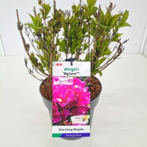 Weigela florida Weigela 'Big Love' C5
(1 Plants/Order)(23cmP 50cmH)