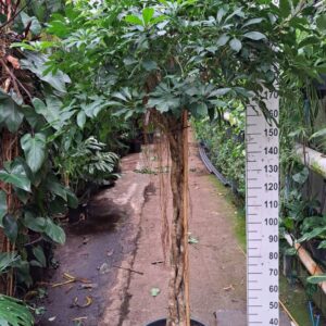 Schefflera Compacta Schefflera Compacta gevlochten stam 240
(1 Plants/Order)(45cmP 240cmH)