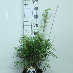 Fargesia rufa Fargesia rufa P23
(1 Plants/Order)(23cmP 110cmH)