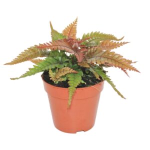 Pteris Tricolor Pteris Quadriaurita 'Tricolor'
(10 Plants/Order)(12cmP 25cmH)