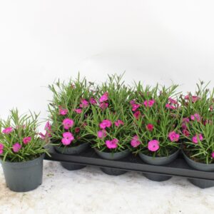 Carnation Diantica Neon Flash Diantica neon flash
(8 Plants/Order)(13cmP 20cmH)
