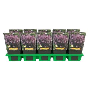 Penstemon Penstemon digitalis 'Midnight Masquerade' P11
(10 Plants/Order)(11cmP 25cmH)