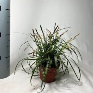 Carex morrowii Carex 'Fisher's Form' p10,5
(12 Plants/Order)(10.5cmP 15cmH)