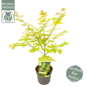 Acer palmatum Summer Gold Acer palm. 'Summer Gold'
(1 Plants/Order)(19cmP 65cmH)