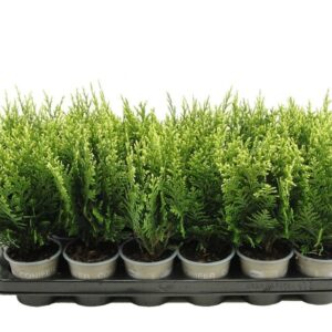 Chamaecyparis White Spo Chamaecyparis lawsoniana 'White Spot'
(18 Plants/Order)(9cmP 20cmH)