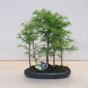 Bonsai pseudolarix, forest -group. 5 stem
(3 Plants/Order)(30cmP 35cmH)