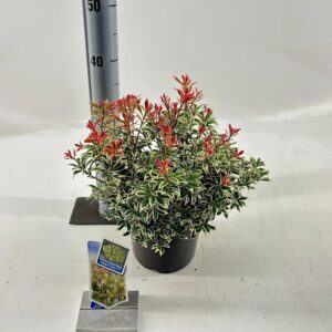 Pieris Pieris jap. ‘Little Frosty’ PBR
(1 Plants/Order)(19cmP 25cmH)