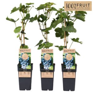 Vitis Regent Vitis Regent (geënt) P15
(10 Plants/Order)(15cmP 65cmH)