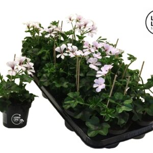 Pelargonium Ville de Dresden LongLife Peltatum Balkon White
(8 Plants/Order)(10.5cmP 22cmH)
