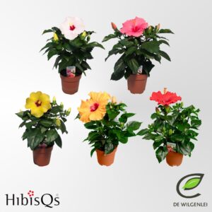 Hibiscus HibisQs® rosa-sinensis mix p13
(8 Plants/Order)(13cmP 35cmH)