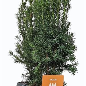 Taxus media Hicksii Hedgeline Taxus media 'Hicksii' 40-50 C3
(3 Plants/Order)(19cmP 55cmH)