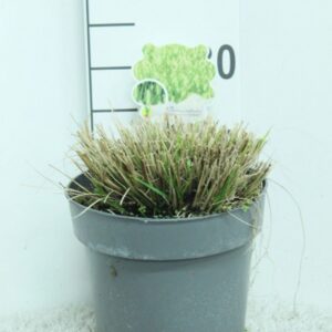Pennisetum alopecuroides Little Bu Pennisetum alop. 'Little Bunny' P23
(1 Plants/Order)(23cmP 25cmH)