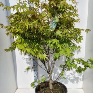 Acer palmatum Osakazuki Acer palmatum 'Osakazuki'
(1 Plants/Order)(43cmP 150cmH)