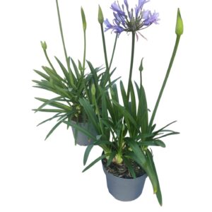 Agapanthus Charlotte Agapanthus blauw. 15cm Charlotte 2-5 knoppen boven gewas
(6 Plants/Order)(15cmP 60cmH)