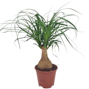 Nolina recurvata Beaucarnea 14 cm
(8 Plants/Order)(14cmP 40cmH)