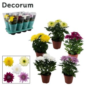 Chrysanthemum Supernova Decorum Chrysanne® Zembla Next mix
(8 Plants/Order)(13cmP 35cmH)