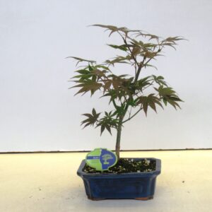 Acer palmatum Atropurpureum Acer palmatum atropurpereum
(4 Plants/Order)(19cmP 30cmH)