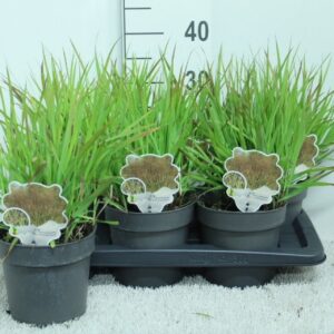 Panicum virgatum Panicum virg. 'Hänse Herms' P17
(6 Plants/Order)(17cmP 35cmH)