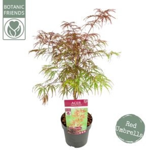 Acer palmatum Garnet Acer palm. 'Garnet' PREMIUM
(1 Plants/Order)(19cmP 65cmH)