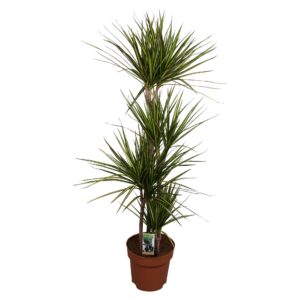 Dracaena Sunray Dracaena Sunray 90-60-30-15
(1 Plants/Order)(27cmP 160cmH)