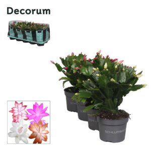 Schlumbergera mix Schlumbergera - 10,5 cm - mix - Decorum
(10 Plants/Order)(10.5cmP 20cmH)