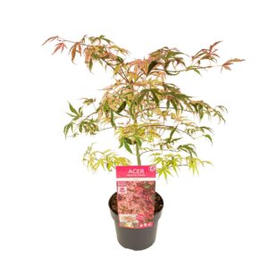 Acer palmatum Shirazz Acer palm. 'Shirazz'
(1 Plants/Order)(19cmP 55cmH)