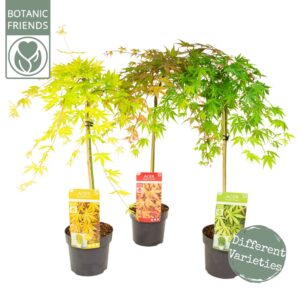 Acer palmatum Acer palm. Cascade mix
(1 Plants/Order)(19cmP 80cmH)