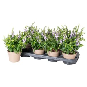 Angelonia Serena Purple Angelonia blue met sticker
(8 Plants/Order)(12cmP 28cmH)